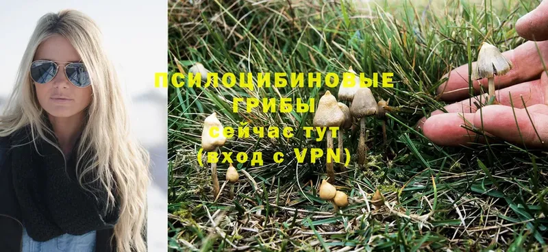 Псилоцибиновые грибы Psilocybine cubensis  Солигалич 